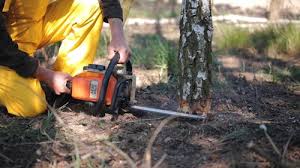 Best Tree Preservation Services  in USA